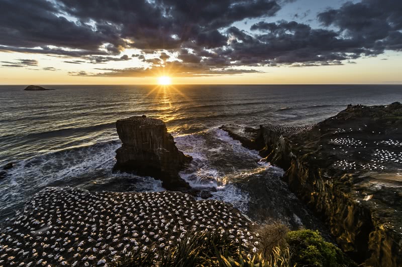 Muriwai Gannet Colony